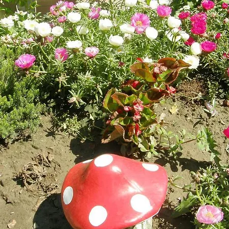 Marika Vendeghaz Szeged