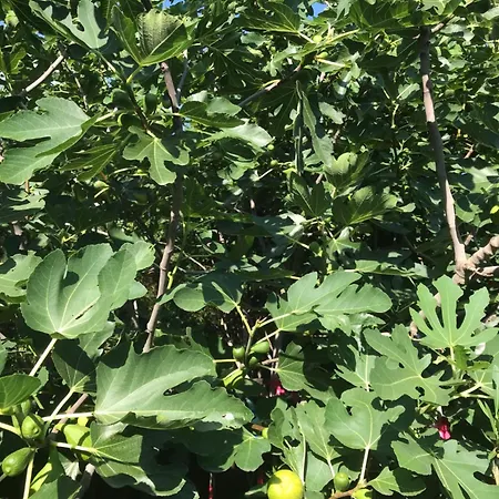 Pensionat Marika Vendeghaz Szeged